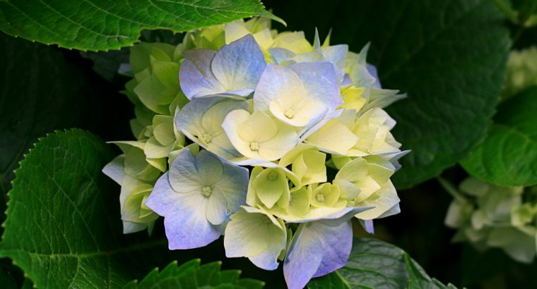 online Copy Paste Jobs – work form Home at your Free time