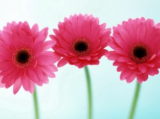 10343 gleam technologies | gleam technologies offline | gleam technologies Online