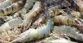 FRESH FARM PRAWNS (Tiger Prawns) ചെമ്മീൻ