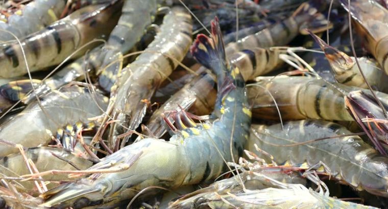 FRESH FARM PRAWNS (Tiger Prawns) ചെമ്മീൻ