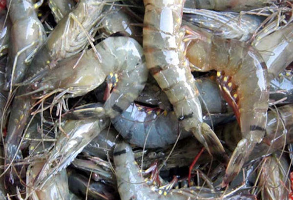FRESH FARM PRAWNS (Tiger Prawns) ചെമ്മീൻ